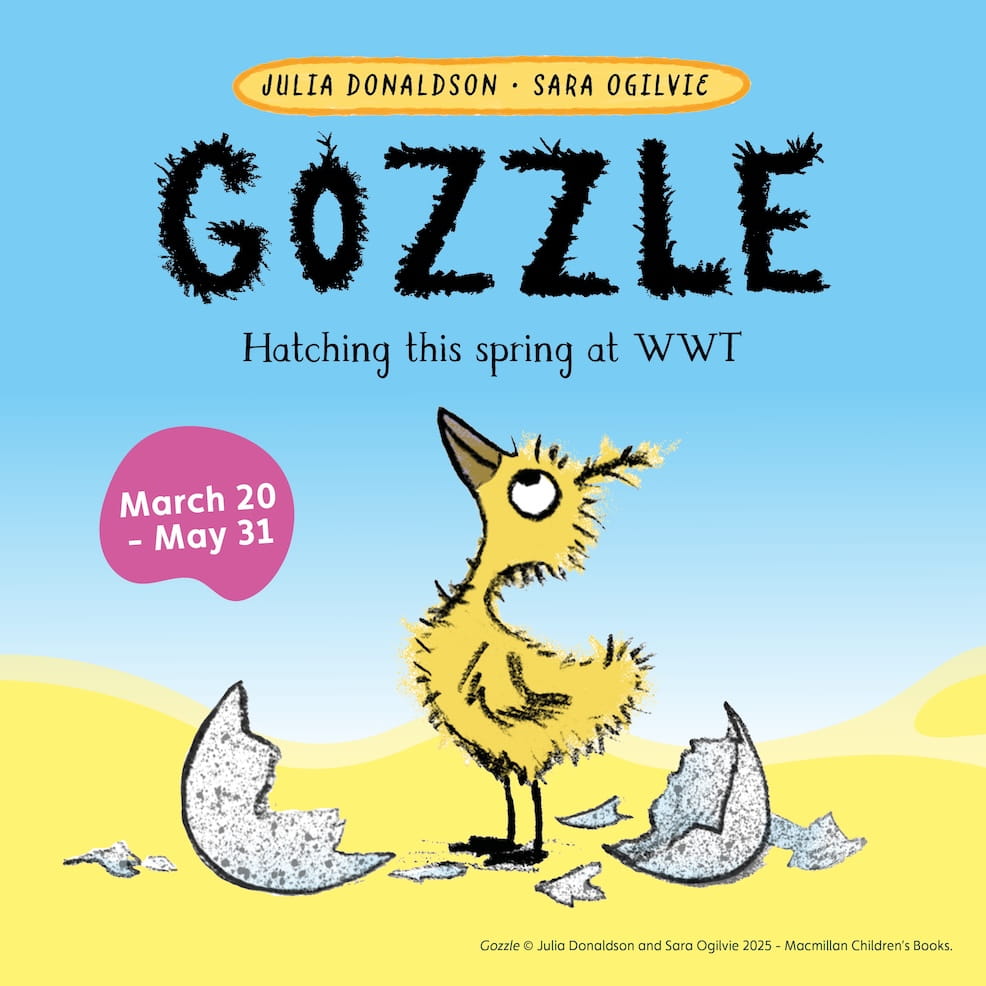 Gozzle Julia Donaldson illustration on poster for WWT
